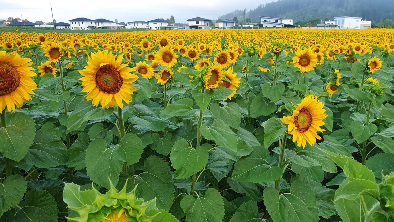 Biohof Waitschacher, Südkärnten